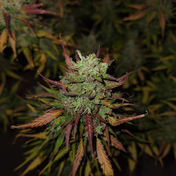 Семена конопли Auto Bombshell Feminised Silver